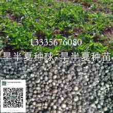 2019药材种子种苗价格 报价 药材种子种苗批发 第6页 种子网