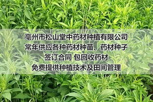 白术籽 北京求购白术籽基地 亳州松山堂中药材种植公司