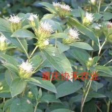 2019药材种子种苗价格 报价 药材种子种苗批发 第6页 种子网