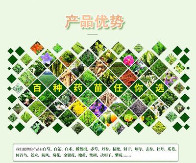 防风种子 烁隆中药材种苗高供应 喜阳耐寒 发芽率78.9