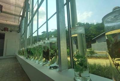 走!带你参观岭南中药材种子种苗繁育基地