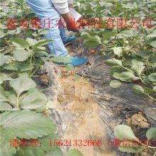 【油用牡丹苗木基地牡丹苗图片牡丹苗怎么种】-