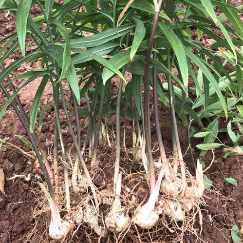 【四川达州药材种植种苗】- 