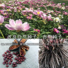 2017药材种子种苗价格 报价 药材种子种苗批发 第3页 种子网