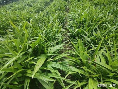 打造中医药全产业链,共筑健康中国梦