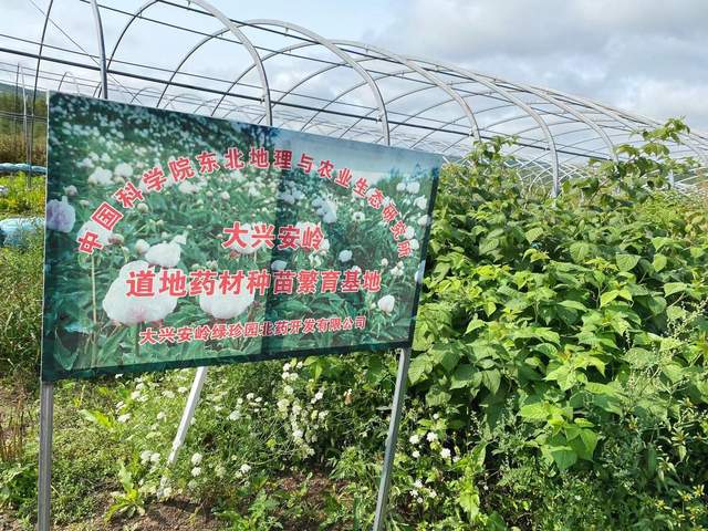 【寒地兴安 龙药领先】系列报道之一 大兴安岭地区:打造最北种子种苗繁育基地 做优“寒地龙药”产业