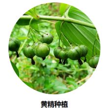 2019药材种子种苗价格 报价 药材种子种苗批发 第4页 种子网