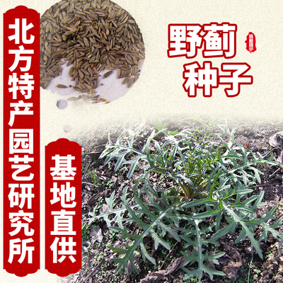 巨海种业科技 专注于做药材种子种苗