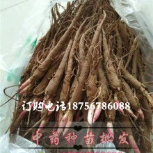 2017药材种子种苗价格 报价 药材种子种苗批发 第5页 种子网