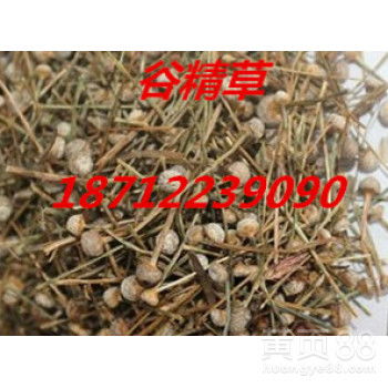 【谷精草】-