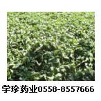中药材种苗 安徽中药材种子 亳州中药材种子 安徽中药材批发2