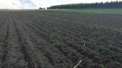 哈尔滨职业技术学院借中草药种植 助推中兴乡绿化村产业扶贫