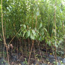 【优良金莲花苗】-