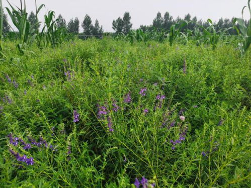 北京进入汛期 中药材生产请这样管理