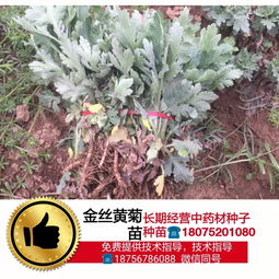 【菊花种植方法和种植时间】-