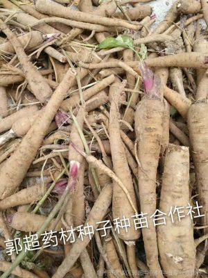 【批发白芷种籽 批发白芷籽 白芷种子批发 基地批发纯新白芷籽图片】批发白芷种籽 批发白芷籽 白芷种子批发 基地批发纯新白芷籽图片大全 - 亳州市谯城区郭超中药材种植专业合作社
