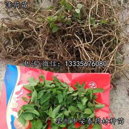 薄荷种苗薄荷苗厂商