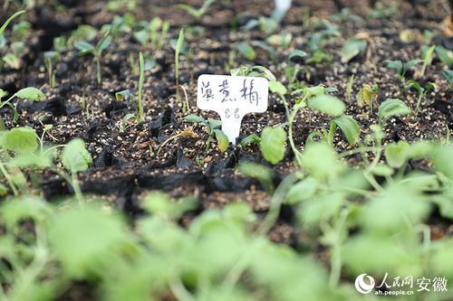 实地探访 药都 亳州有座中药材种苗 植物工厂