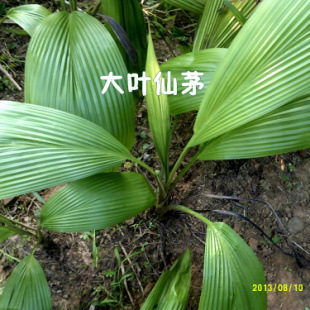 种子-小金黄芽豆珍珠粒小黄豆芽豆黑龙江690东北芽豆豆芽豆种子采购平台求购产品详情