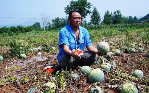 那些卖不掉的农产品,再也不会烂在地里了