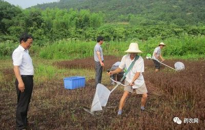 中药材种子种苗基地建设面临的挑战