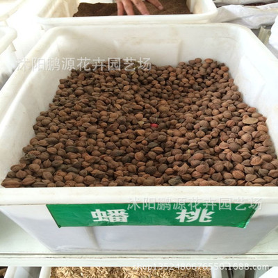 桔梗种子批发指南 优质药材种苗助力农业发展