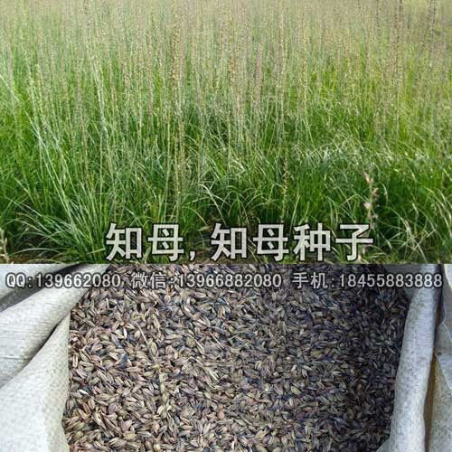 知母种苗价格与批发指南