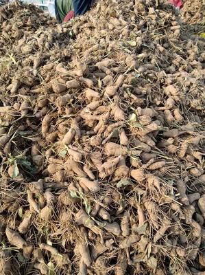 吴先彬中药材种苗 白术种苗、白术芽与种子批发全解析