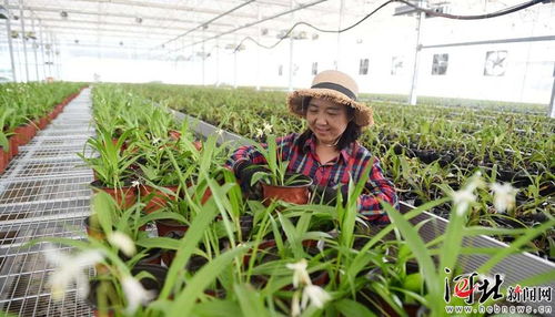 保定安国 打造绿色中药农业示范区，引领药材种子种苗产业升级