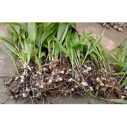 中药材种苗报价与采购指南 以汇通银河中药材为例