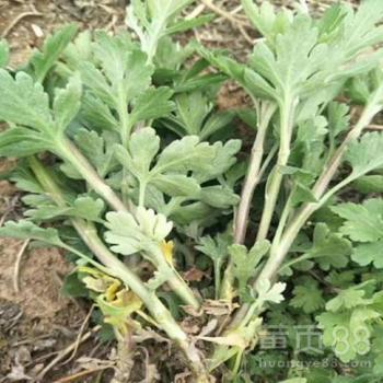 四川菊花苗品种齐全——药材种子种苗的优质选择