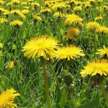 2019药材种子种苗价格参考与批发指南