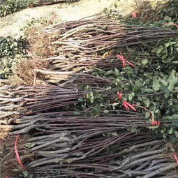 铁力市草莓苗基地 20公分地栽红颊草莓苗提前预定，药材种子种苗同步供应