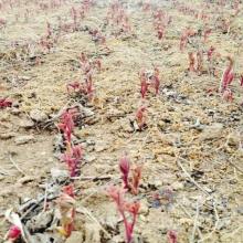 2019年药材种子种苗价格与批发信息概览——种子网第6页精选