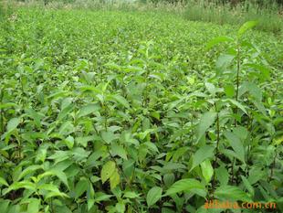 药材种子与种苗 中医药产业的绿色根基