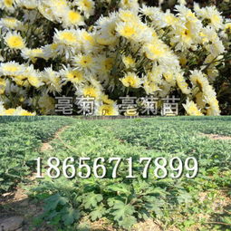 杭白菊种苗选购指南 价格、批发与种植要点