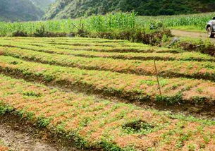 药材种植技术与种子种苗管理全解析