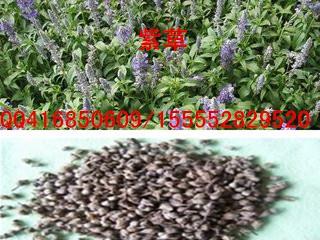 紫草种子批发 价格、厂家及药材种子种苗选购指南