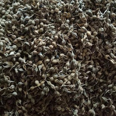 药材种植新趋势 批发苦参种子与优质树苗市场解析