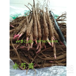 安徽高产优质新货赤芍种苗批发价格解析