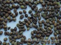 供应优质内蒙苦参种子与种苗