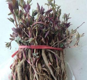 赤芍苗的市场供应与亳州富家中药材合作社销售部介绍