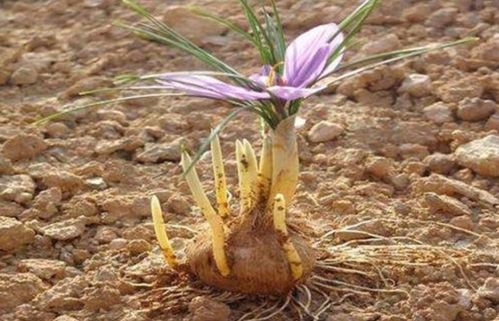 药材种苗炒作泡沫破裂，千元天价后陷滞销困局