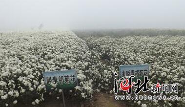 河北省两产品获国家农产品地理标志专家评审通过，助力药材种子种苗产业发展