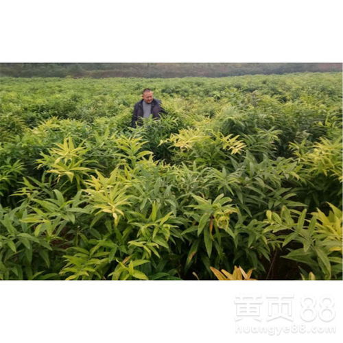 黄精种苗与药材种子种苗概述