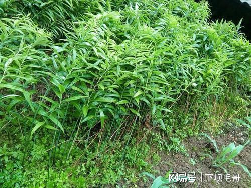 黄精种植的科学施肥方法 提升药材品质的关键