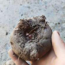 2020年药材种子种苗价格及批发指南