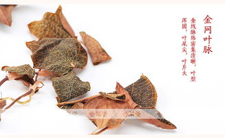 福建野生金线莲 正宗特级品质与卓越养肝功效