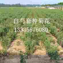 亳州长虹药业有限责任公司 专业中药材种苗与种子的领航者