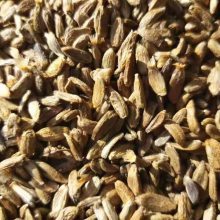 白术种子与种苗的种植及管理方法